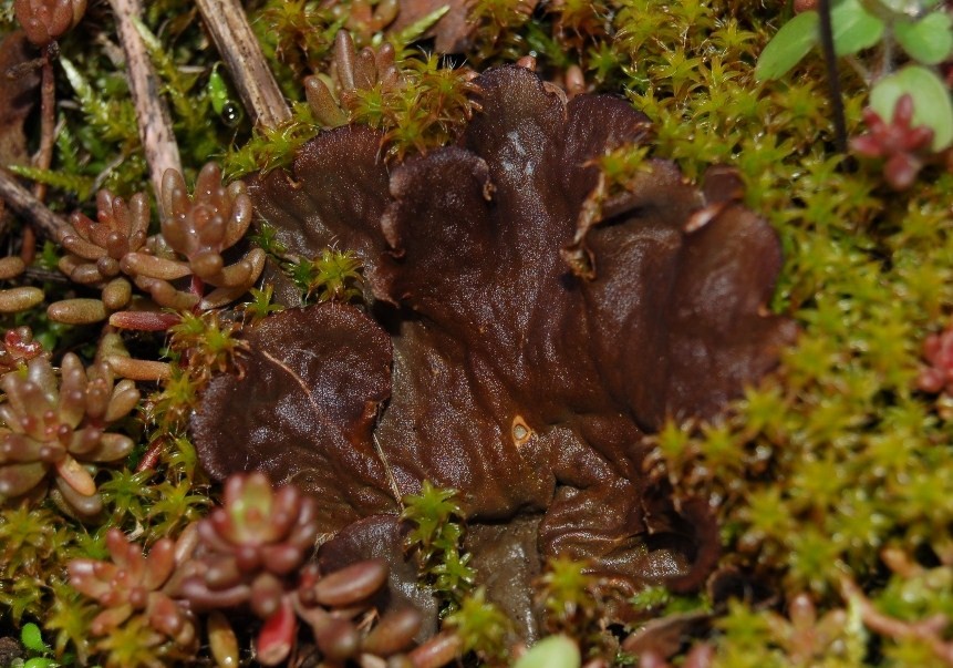 Peltigera sp.